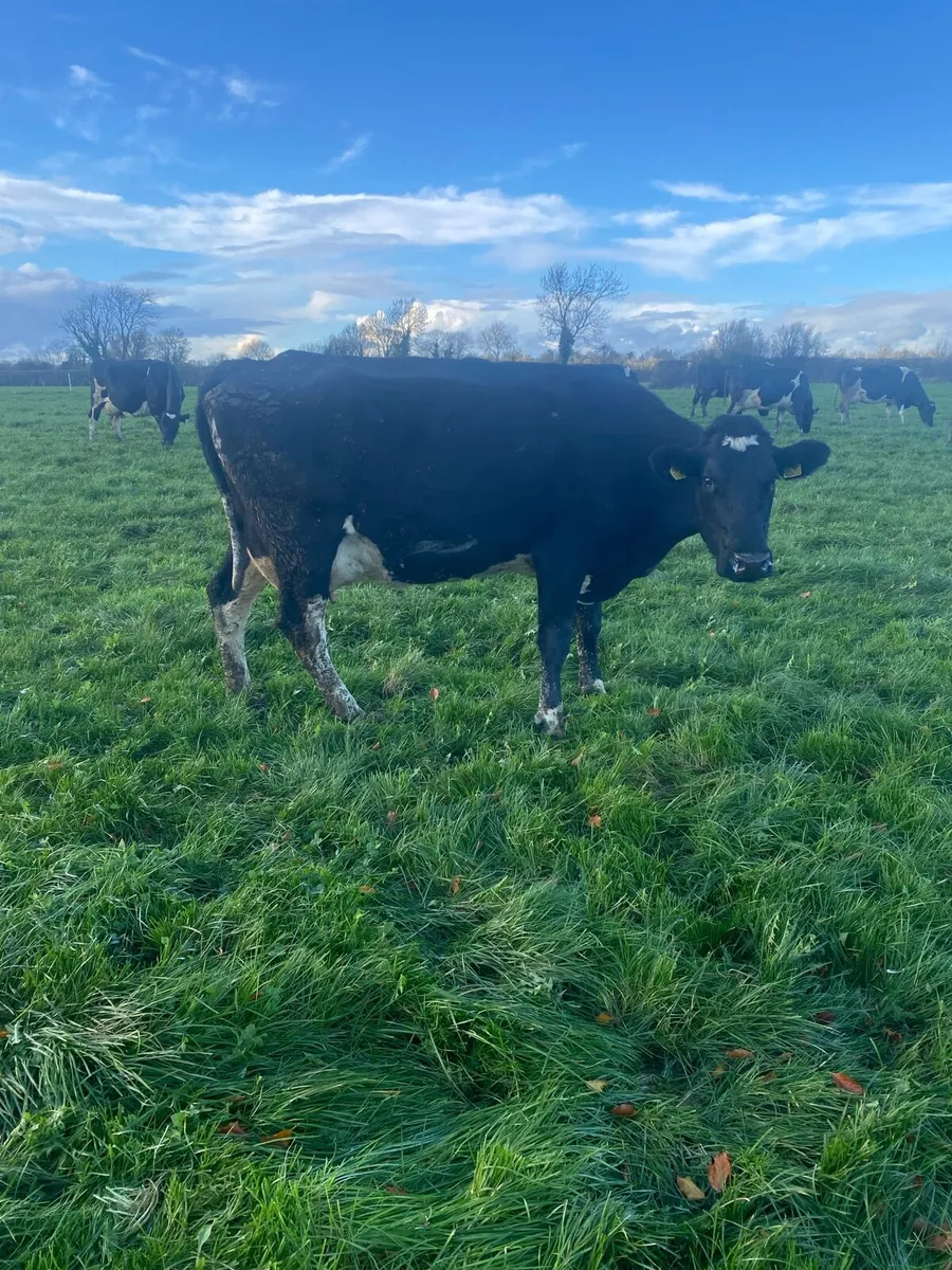 Young cows - Image 1
