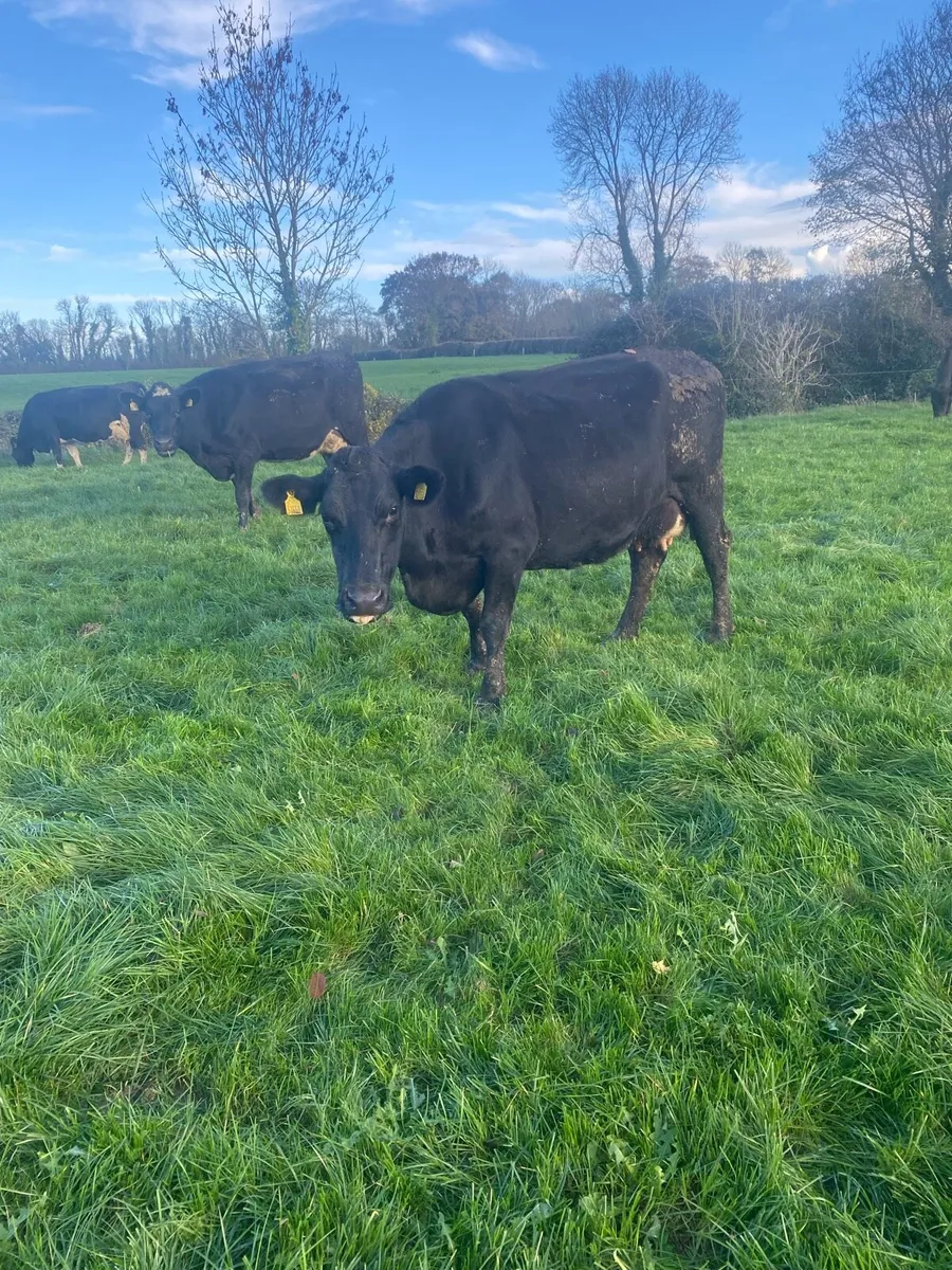 Young cows - Image 2