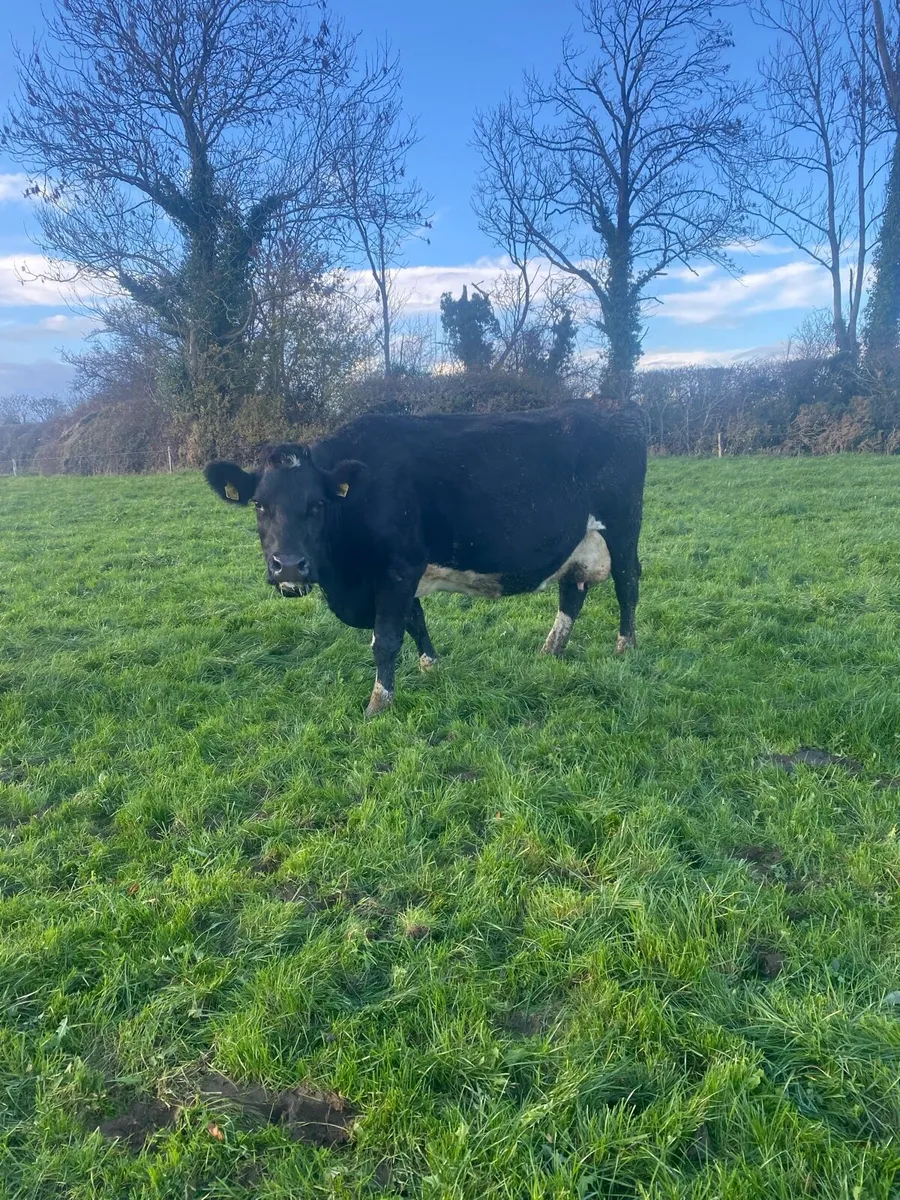 Young cows - Image 3