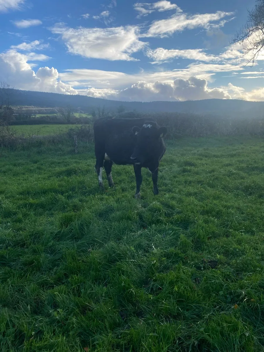 Young cows - Image 4