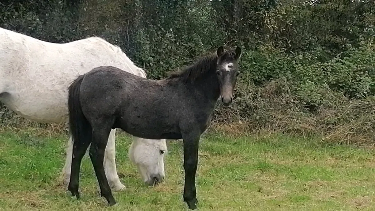 Connemara colt foal - Image 1