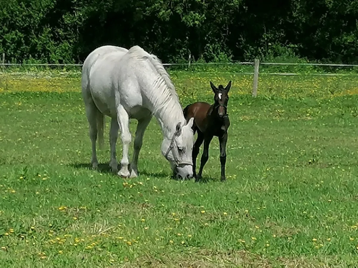 Connemara colt foal - Image 2