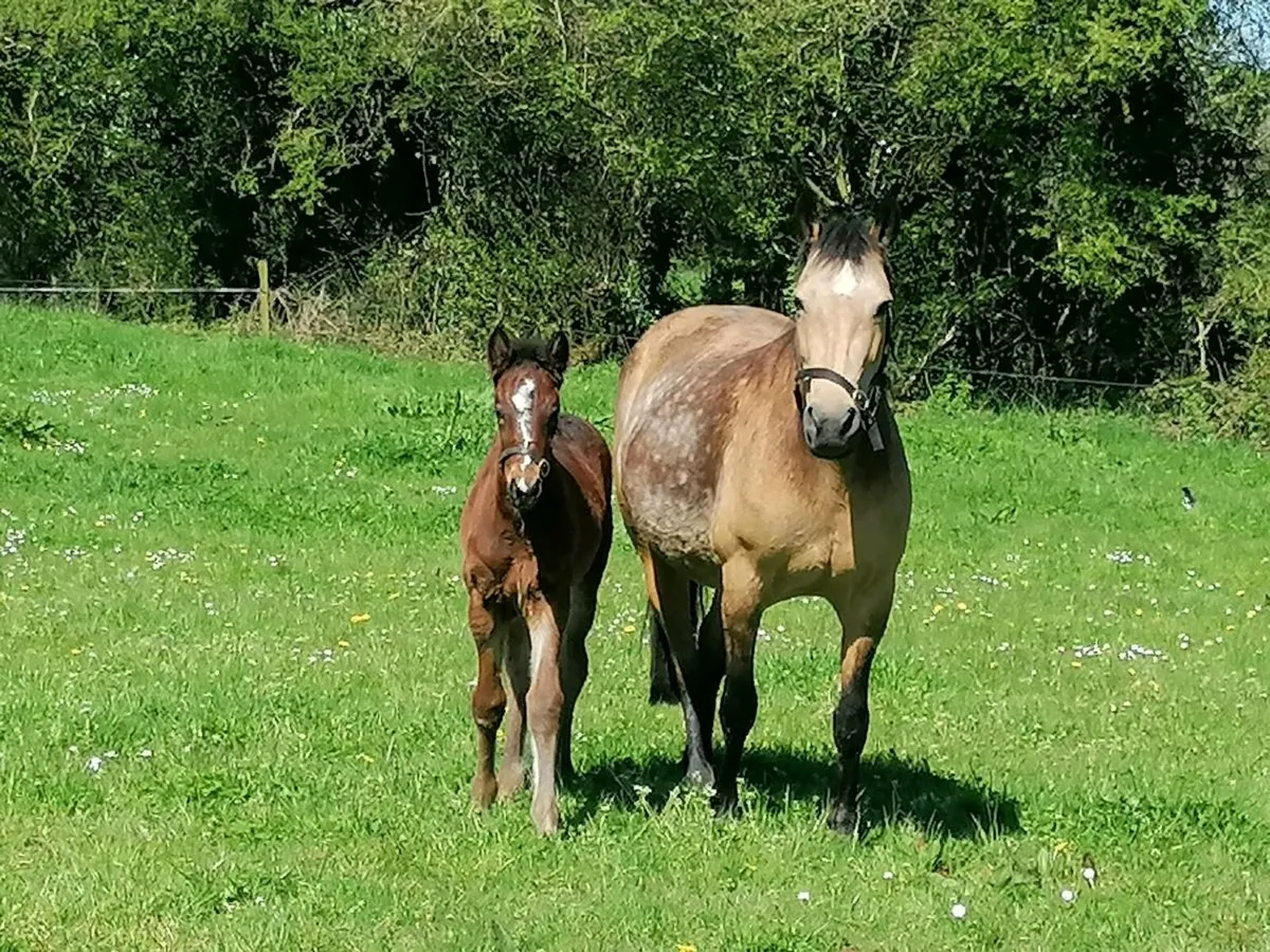 Dun Connemara Mare - Image 2