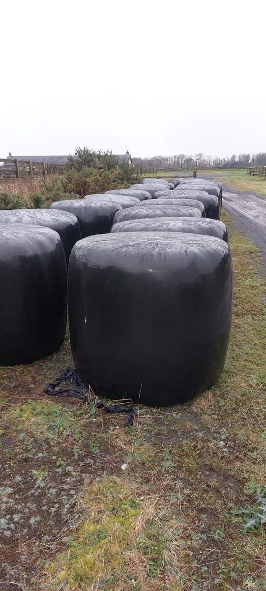 Haylage for sale - Image 2