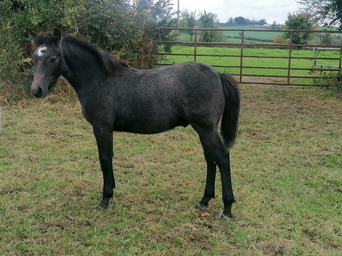 Connemara colt foal - Image 3