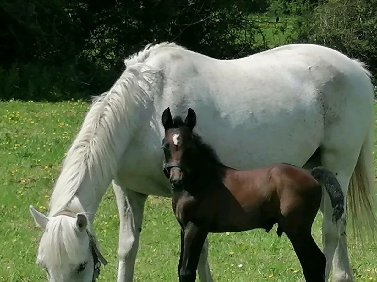 Connemara colt foal - Image 4