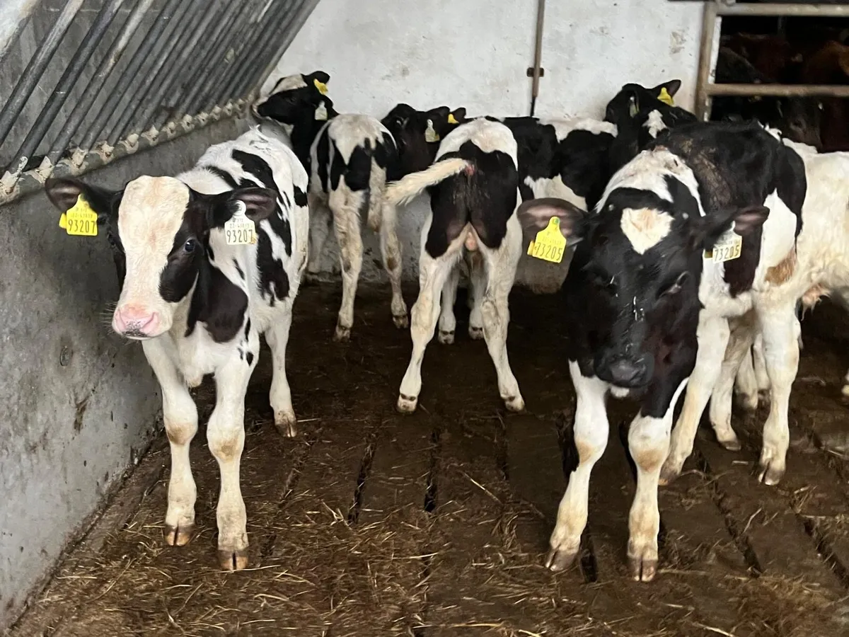 10 super strong British Frisian bull calfs - Image 2