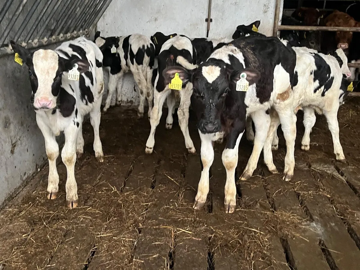 10 super strong British Frisian bull calfs - Image 1