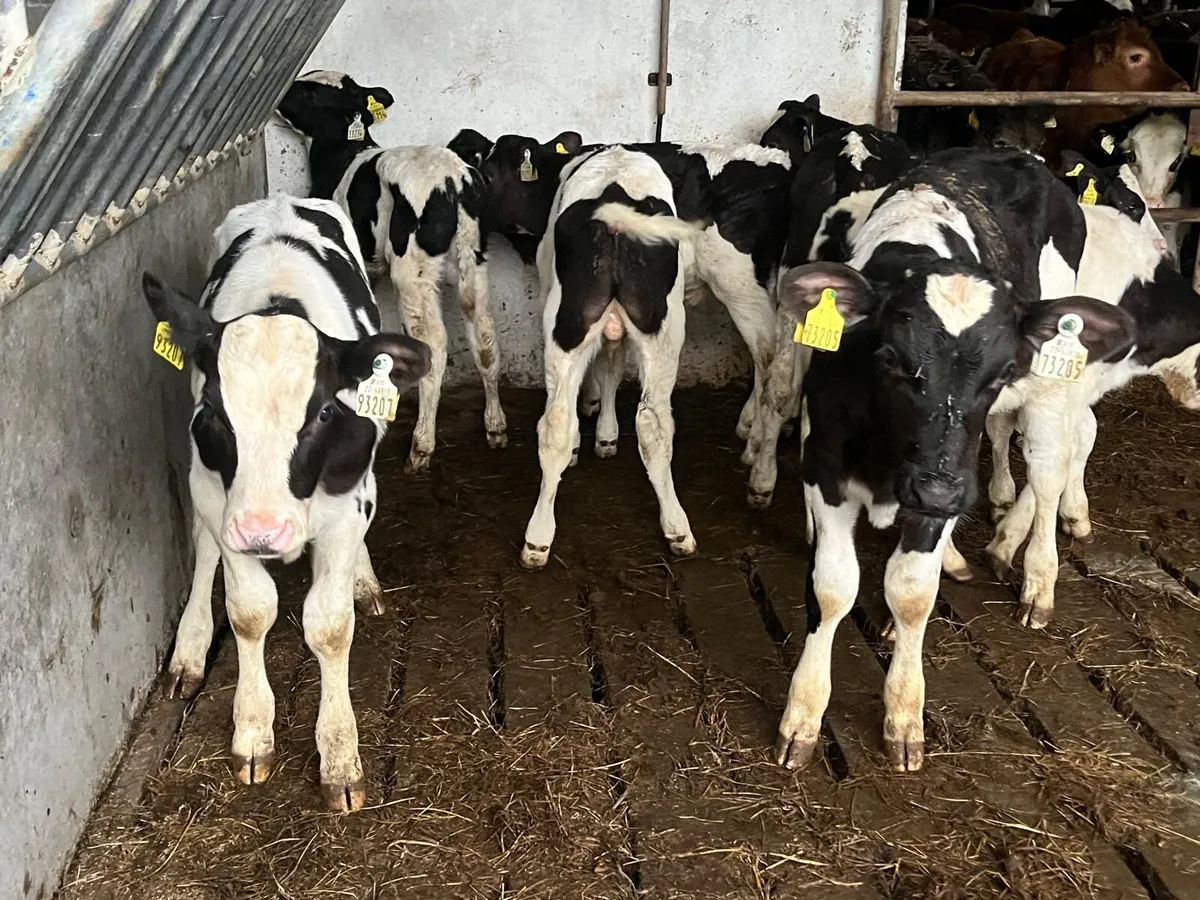 10 super strong British Frisian bull calfs - Image 3