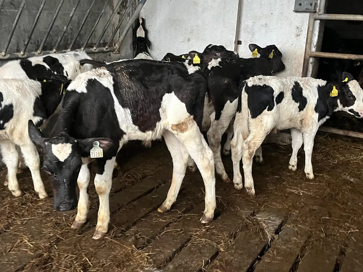 10 super strong British Frisian bull calfs - Image 4