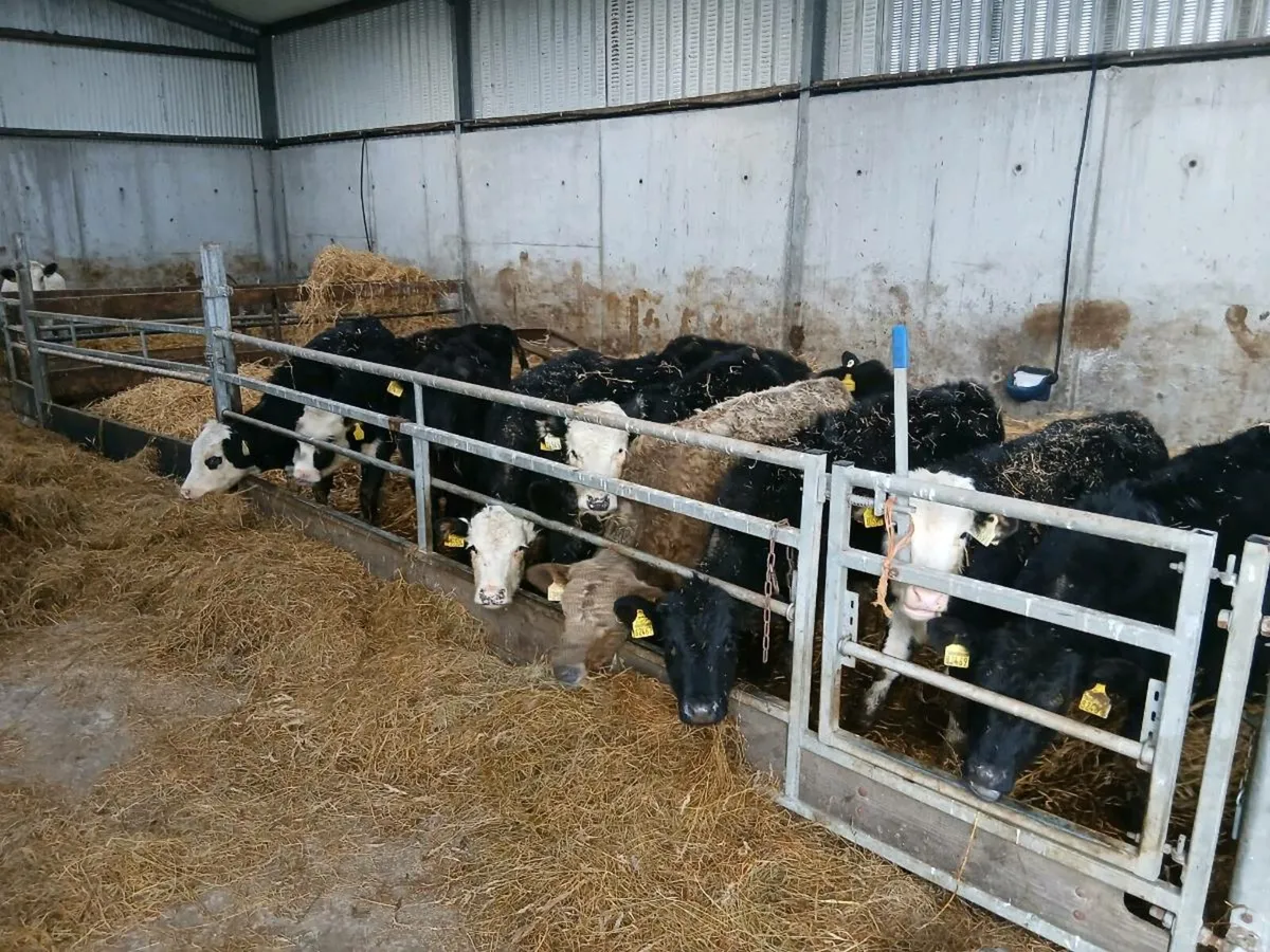 Aberdeen Angus and Hereford Runners - Image 2