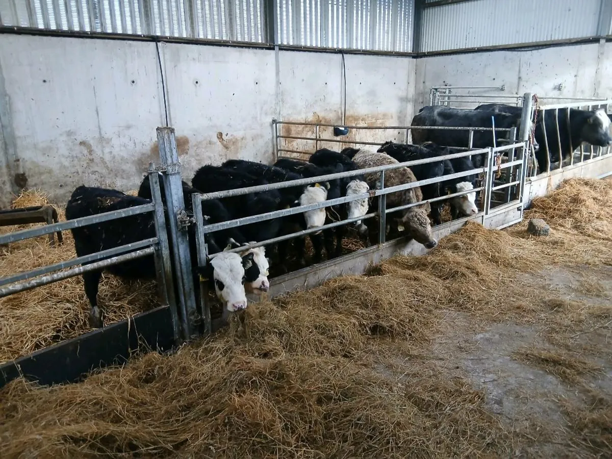 Aberdeen Angus and Hereford Runners - Image 3