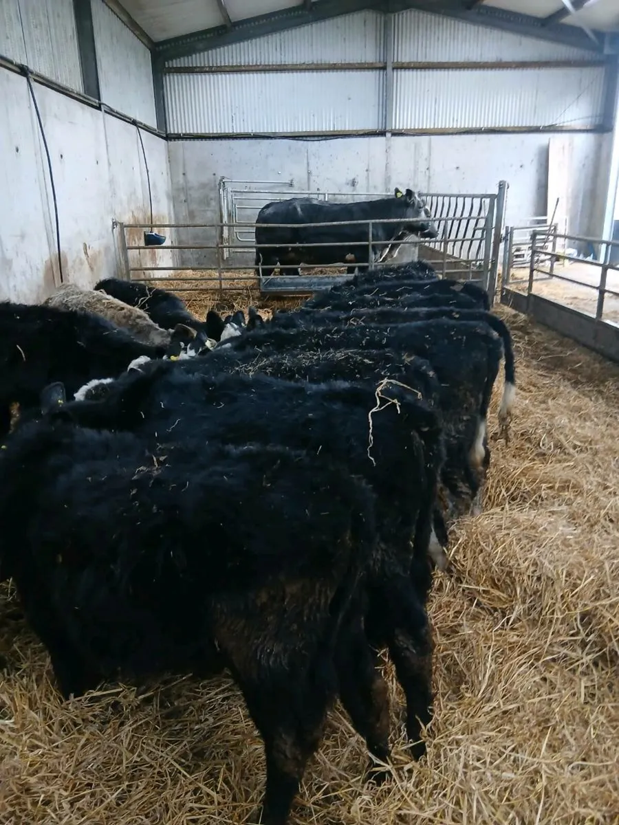 Aberdeen Angus and Hereford Runners - Image 1