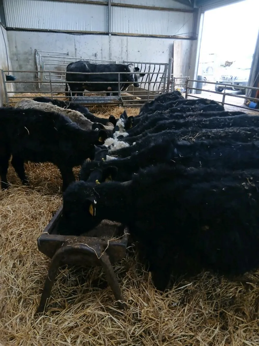 Aberdeen Angus and Hereford Runners - Image 4