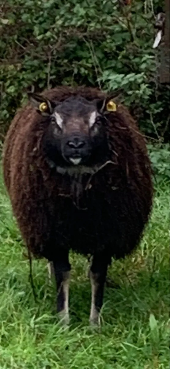 Badger face Ram Lamb - Image 1