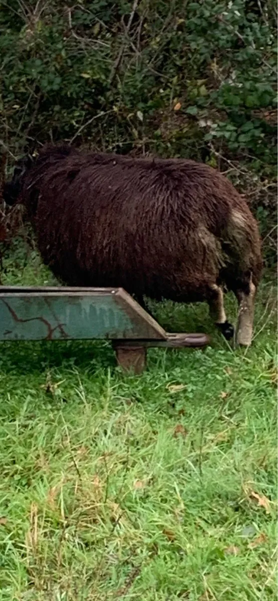 Badger face Ram Lamb - Image 2