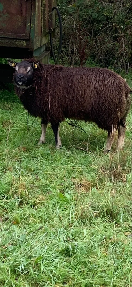 Badger face Ram Lamb - Image 3