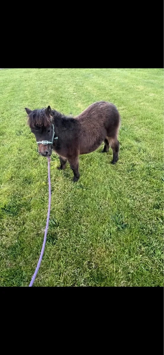 Falabella filly - Image 1