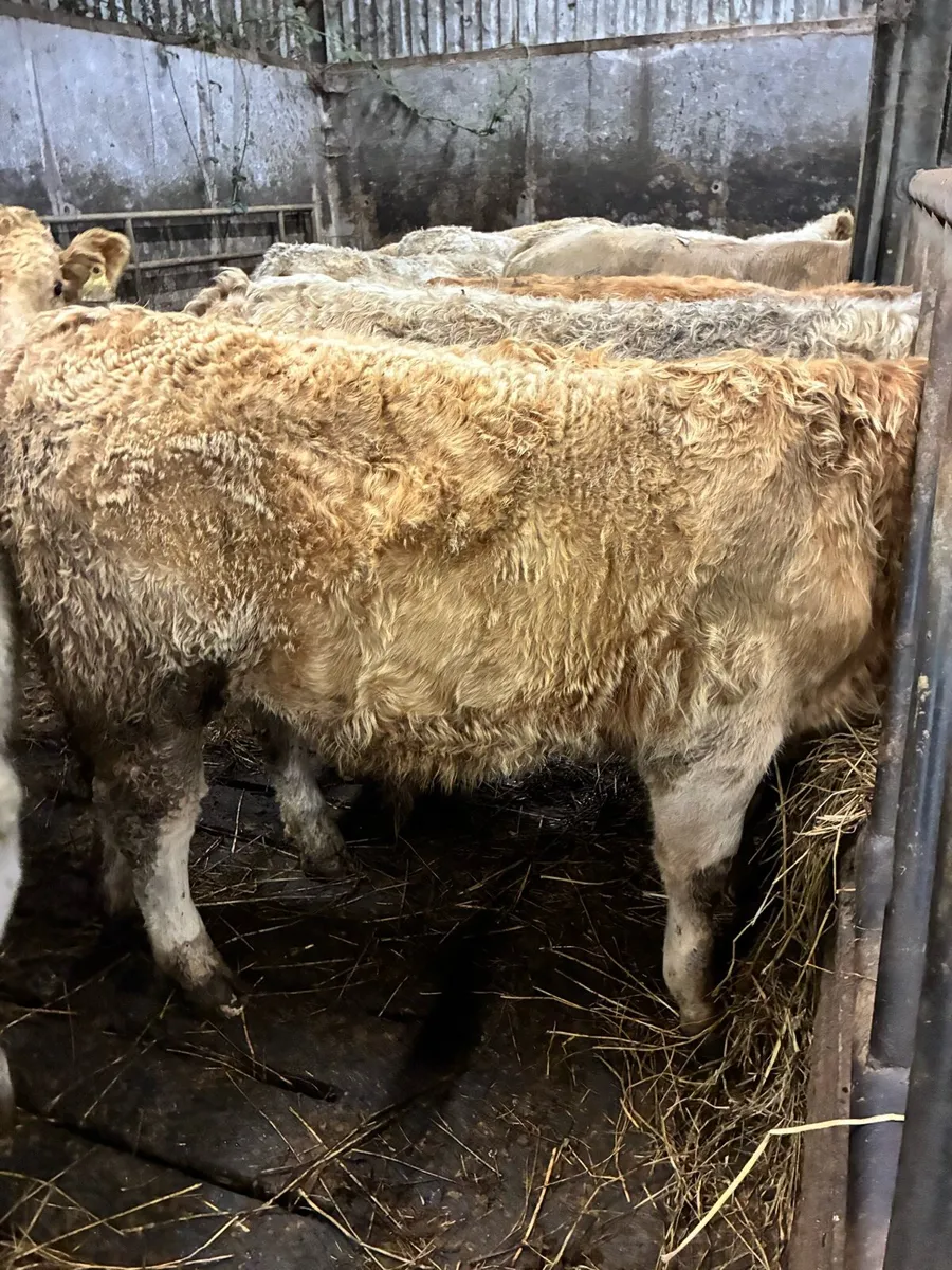 50 SUPER QUALITY LIM/CH BULL WEANLINGS 320-360KG - Image 1