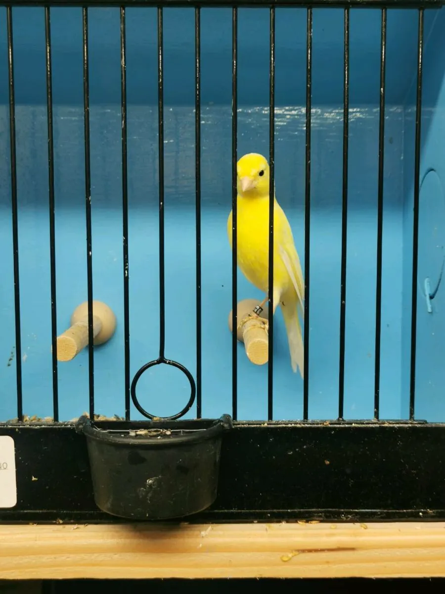 Irish fancy canaries - Image 1
