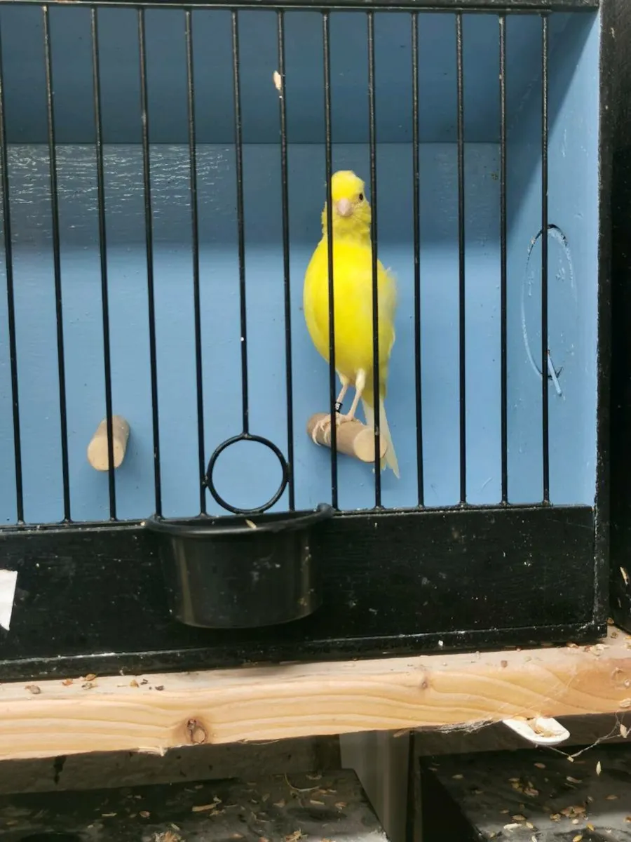 Irish fancy canaries - Image 2