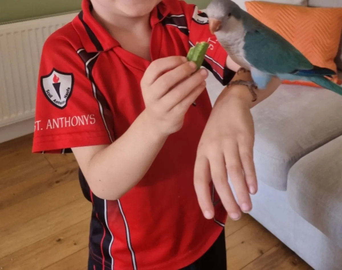 Monk parakeet - Image 3