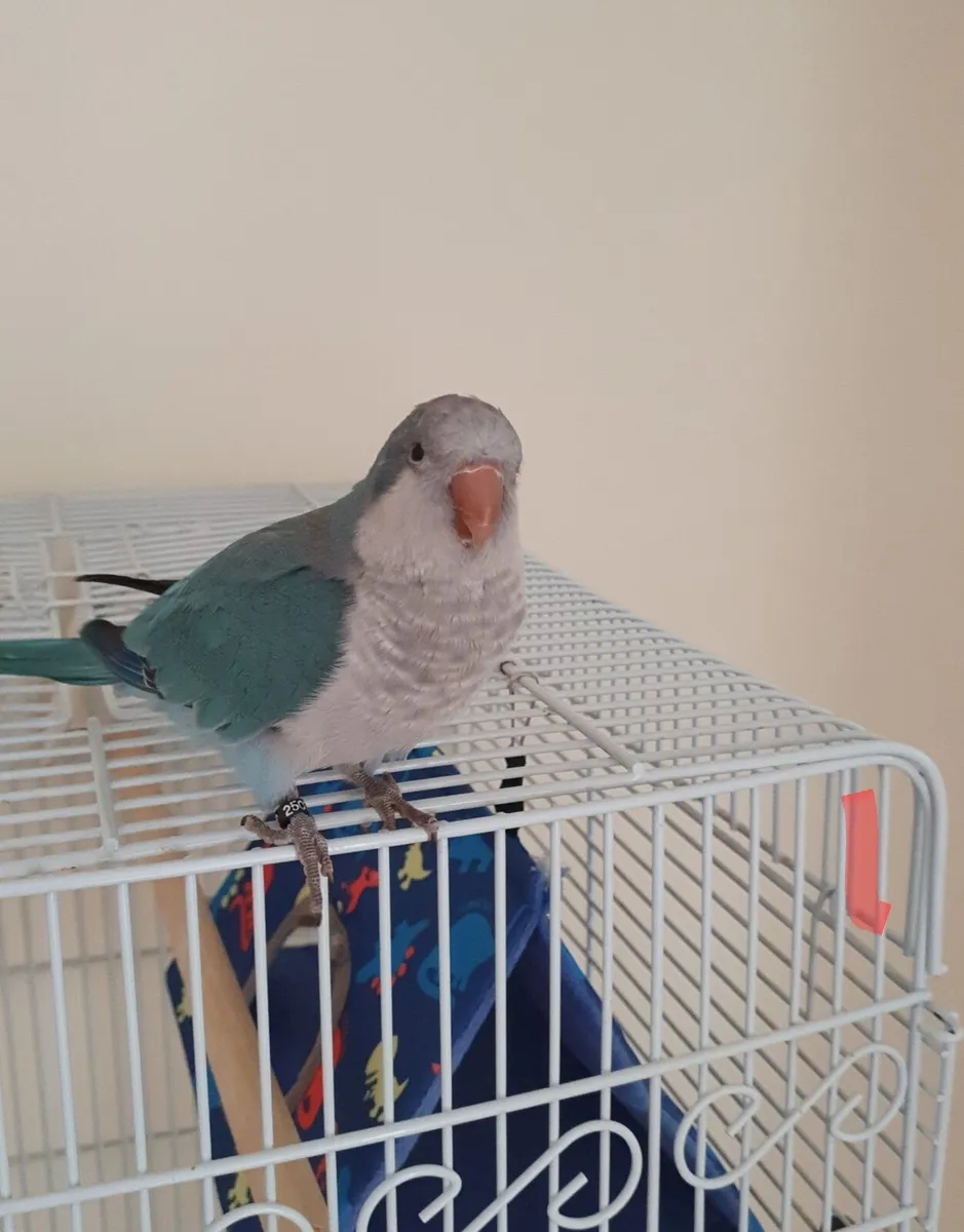 Monk parakeet - Image 4