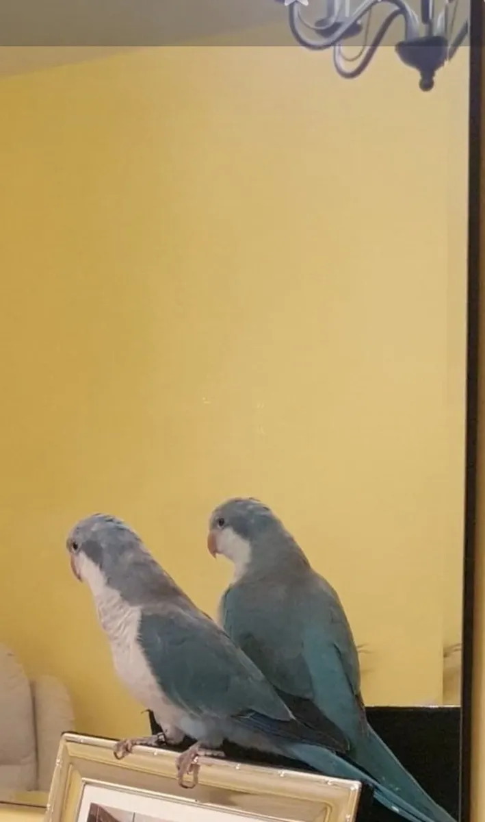 Monk parakeet - Image 1