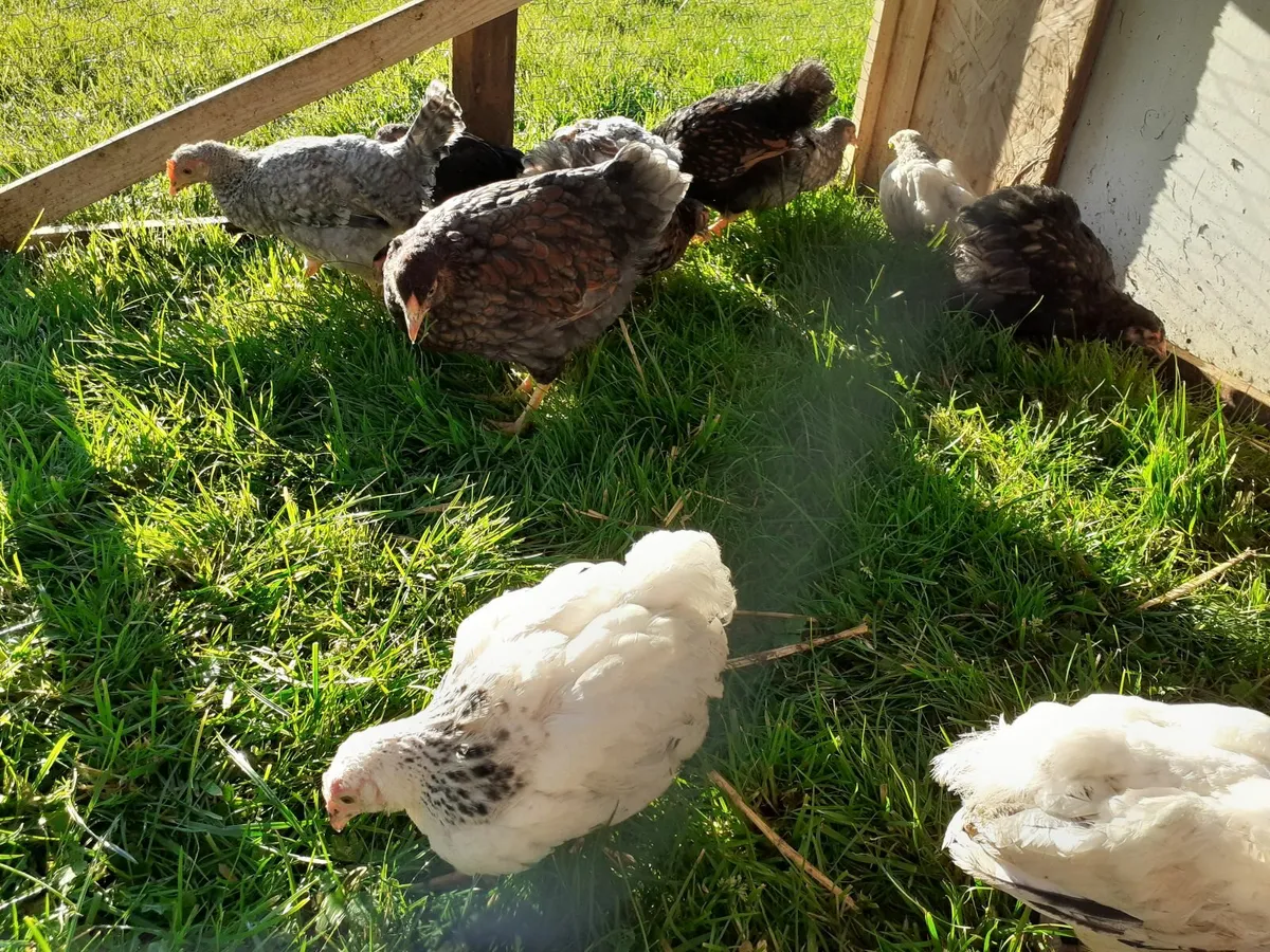 Runners , hens , chickens - Image 3