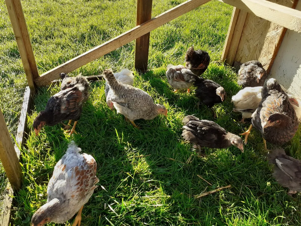 Runners , hens , chickens - Image 4