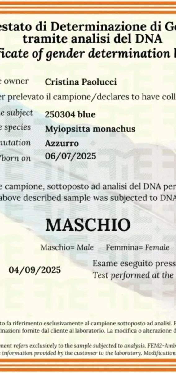 Monk parakeet - Image 2