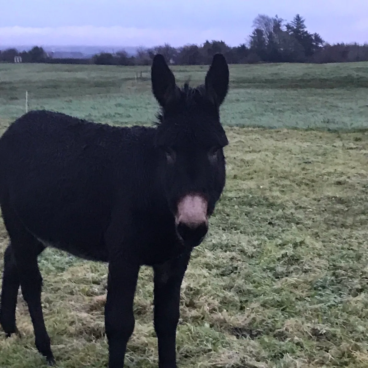 Big black gelding donkey - Image 1