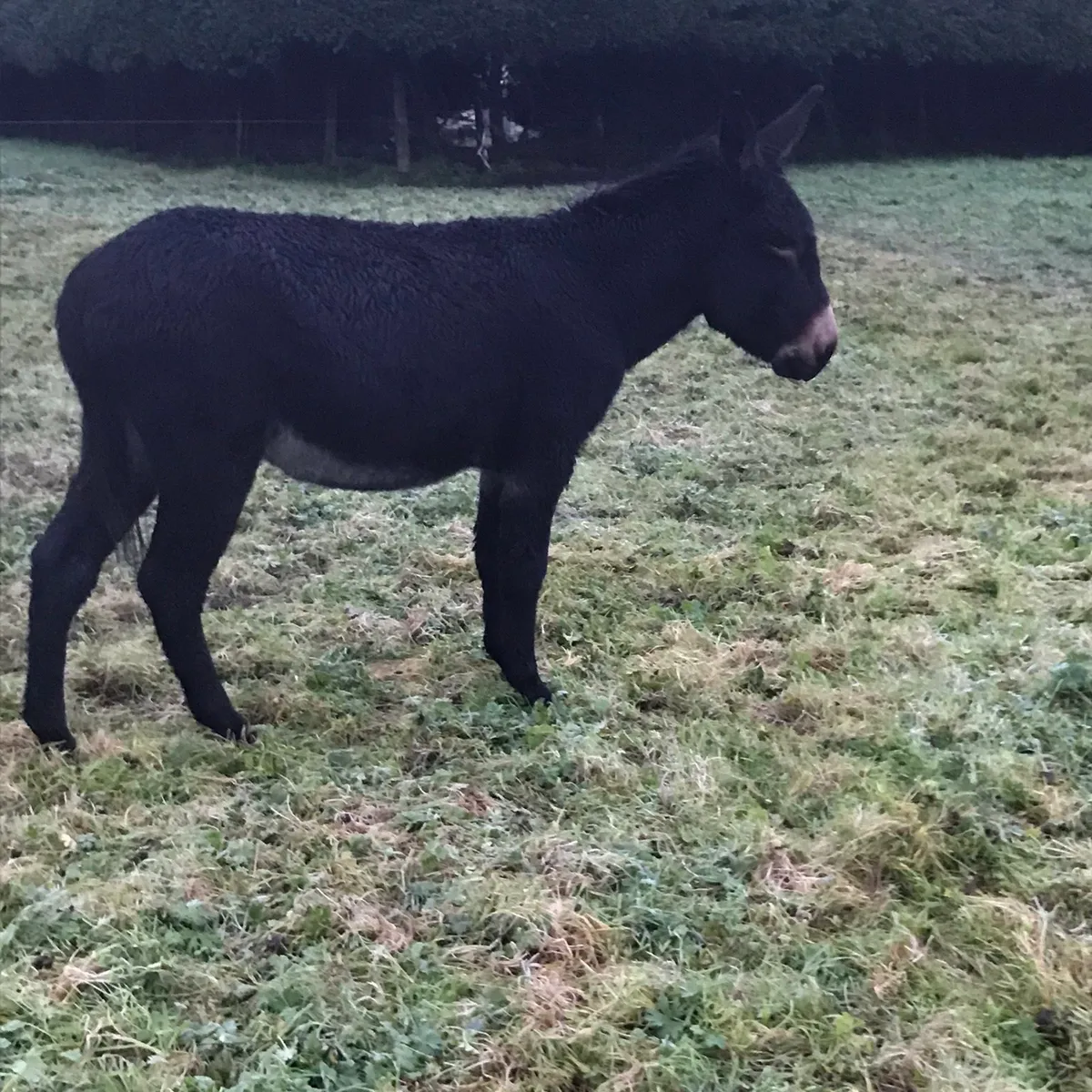 Big black gelding donkey - Image 2