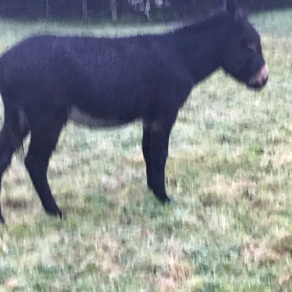 Big black gelding donkey - Image 3