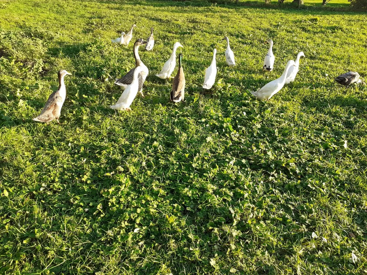 Runners , hens , chickens - Image 1