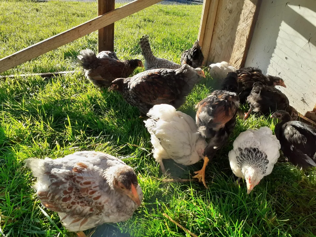 Runners , hens , chickens - Image 2