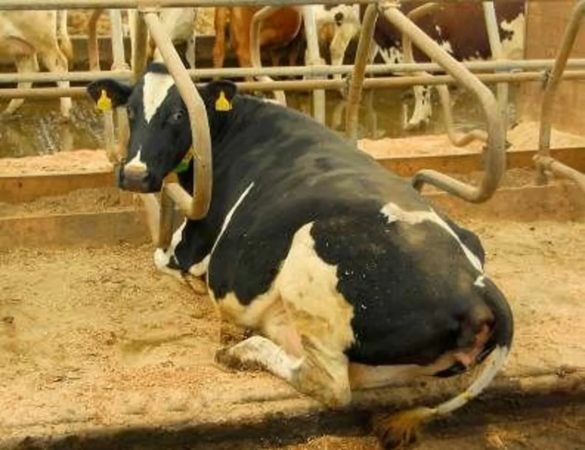 Platts Finebed animal bedding for sale at FDS - Image 3