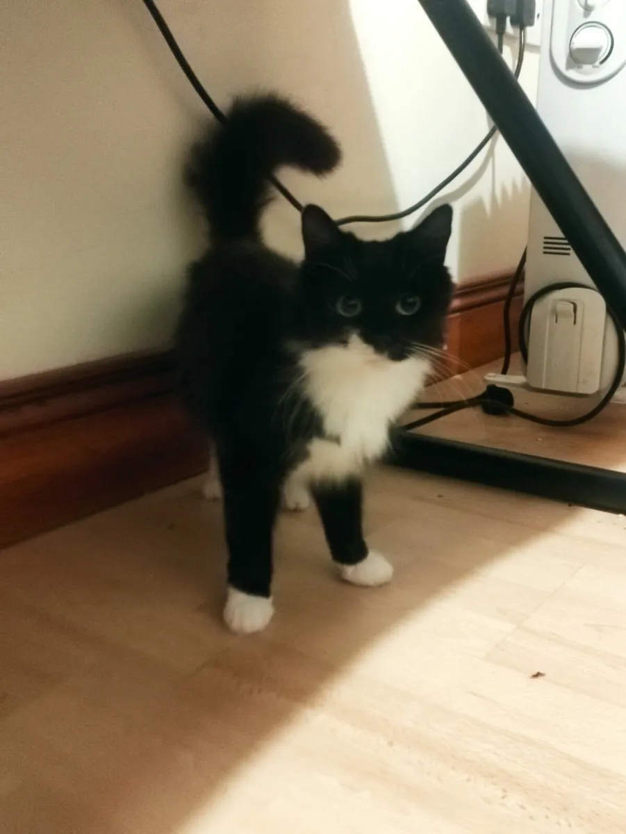 Two cats Kona and Kiki - Image 2