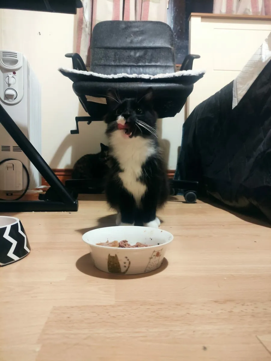 Two cats Kona and Kiki - Image 3