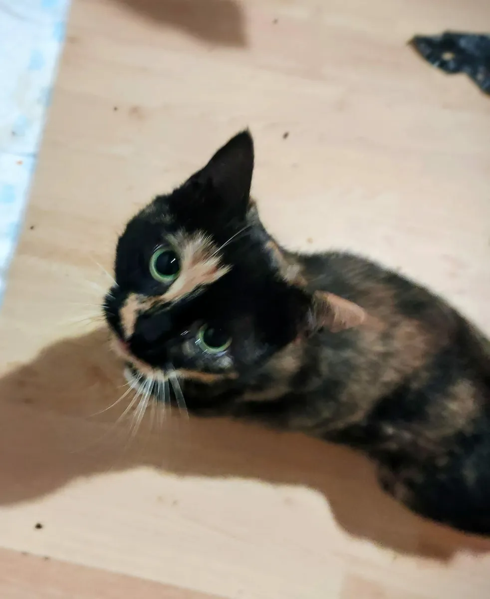 Two cats Kona and Kiki - Image 1