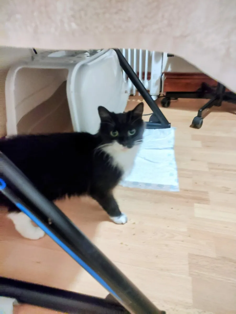 Two cats Kona and Kiki - Image 4