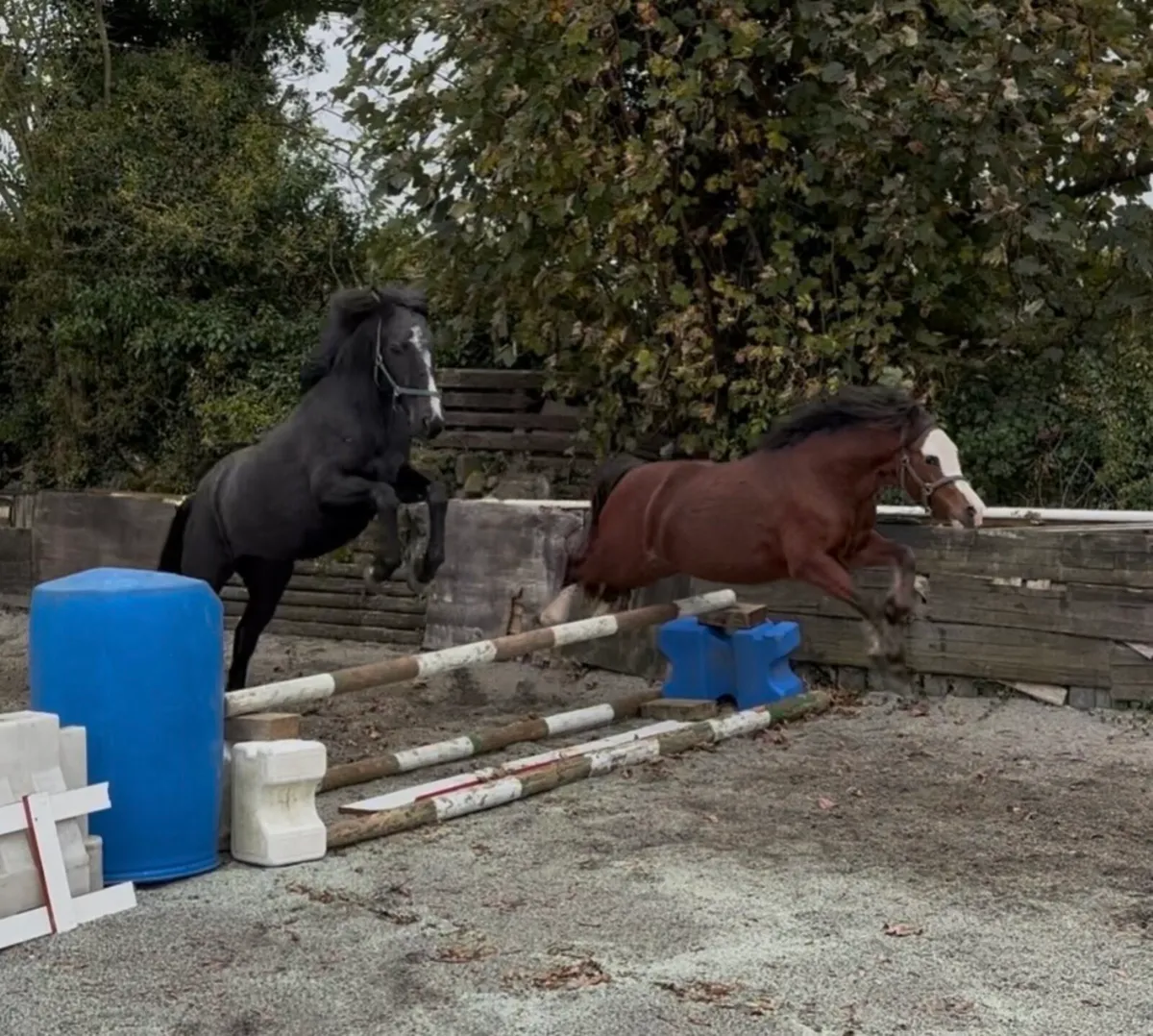 SELECTION OF PONIES, 4yo & UPWARDS - Image 2