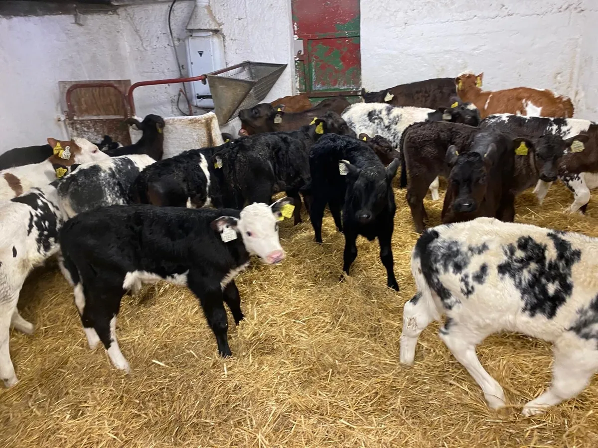 CALVES FOR SALE - Image 1