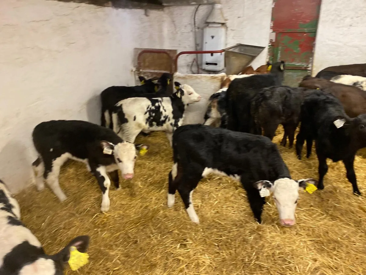 CALVES FOR SALE - Image 2