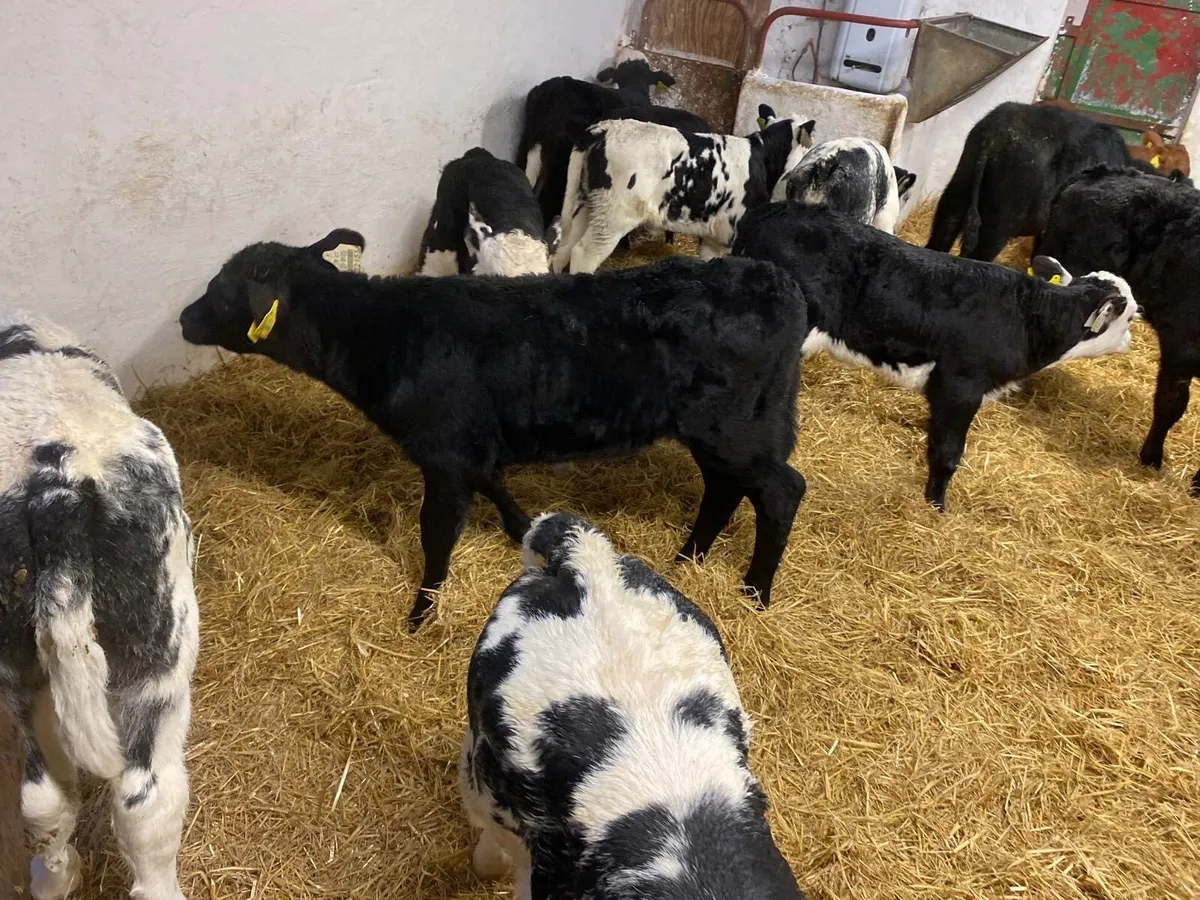 CALVES FOR SALE - Image 3