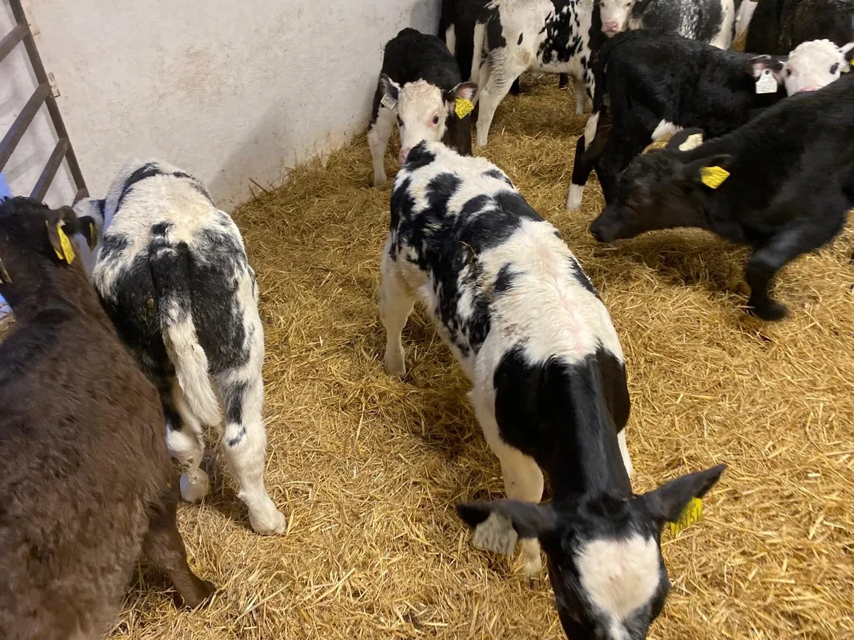 CALVES FOR SALE - Image 4