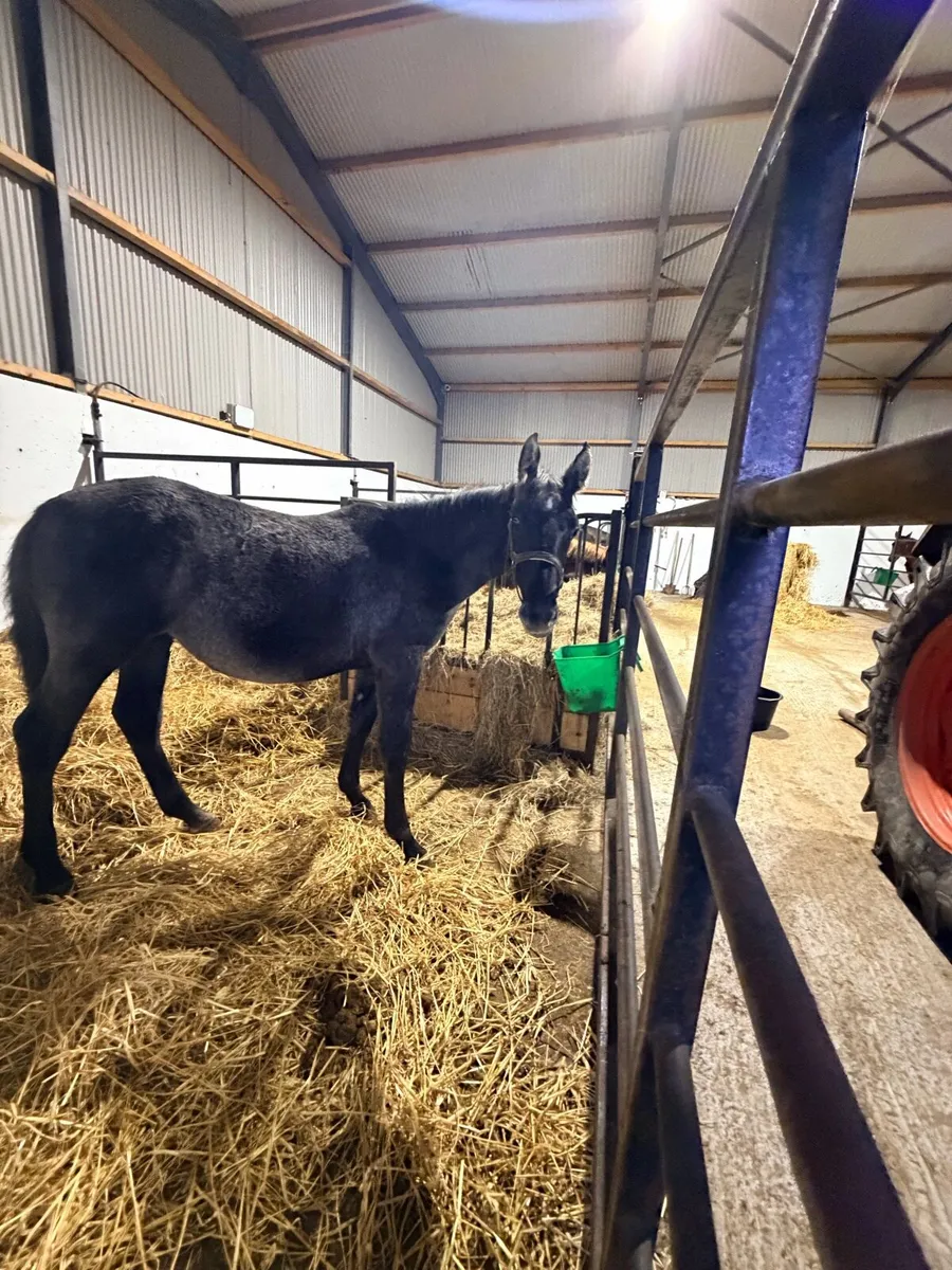Irish draught foals - Image 1