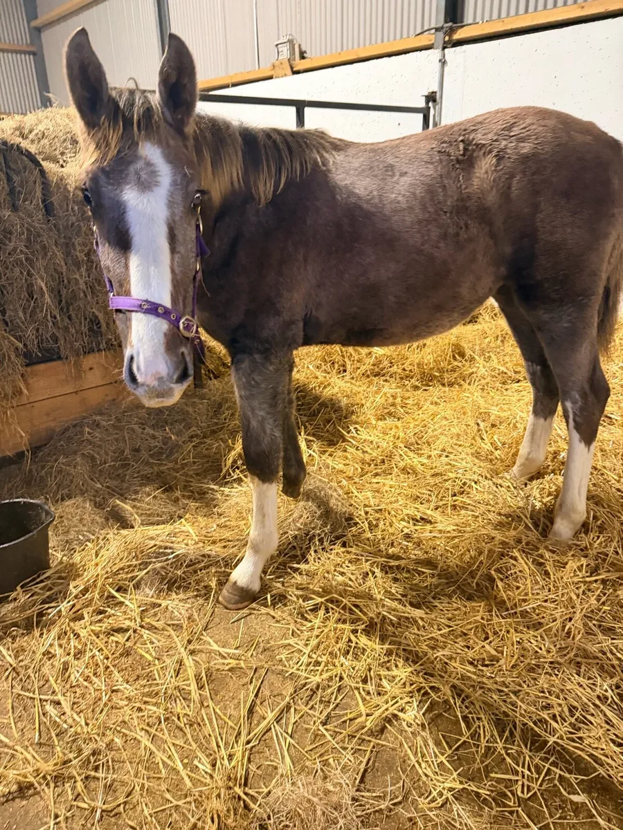 Irish draught foals - Image 2