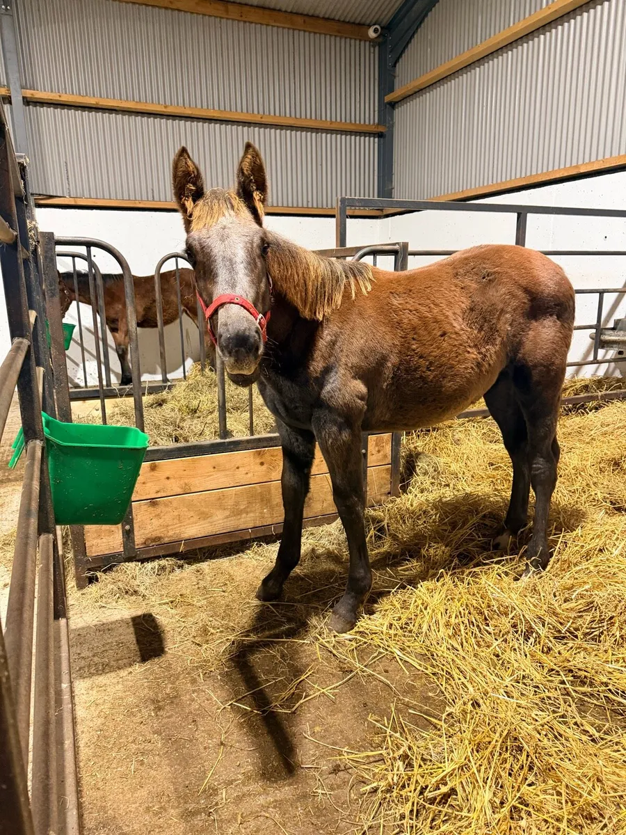 Irish draught foals - Image 3