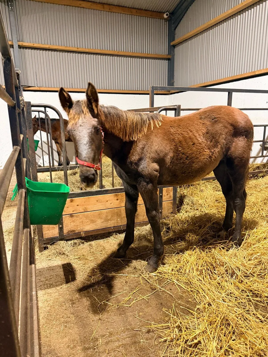 Irish draught foals - Image 4
